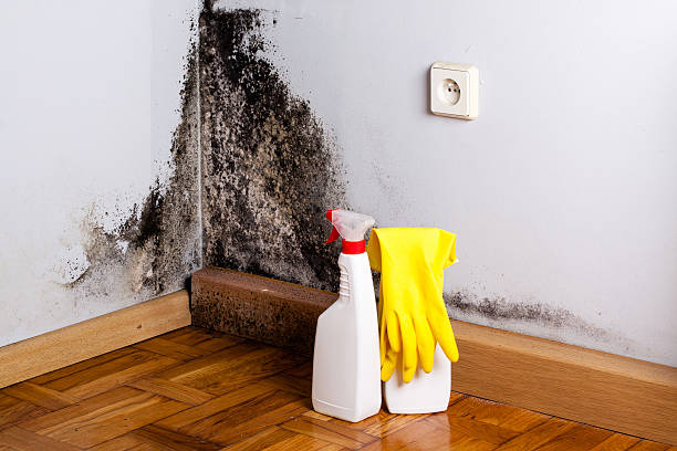 Mold Odor Removal Services in Norwood, OK